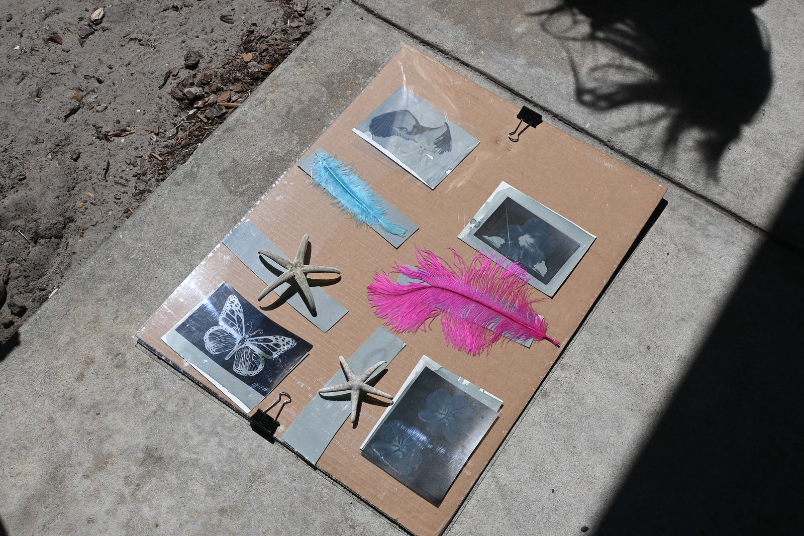 First Grade: "Florida and Fauna" by Kim Hurt